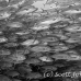 jack_bigeye_dar_h_0043_ecu0812_bw.jpg
